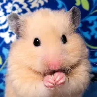 دنیایی خرگوش لوپ/مینیلوپ/مینیاتوری.کارتبهداشت.|موش و خرگوش|اصفهان, بوستان ناژوان|دیوار