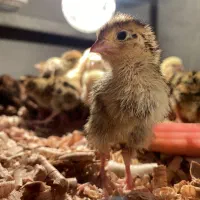جوجه بلدرچین 5 تا 20 روزه