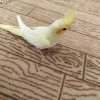 جوجه عروس هلندی لوتینو
