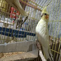 عروس هلندی ماده در کاکی