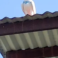 کبوتر گمشده