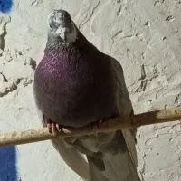 تعدادی حیوون و قفس۴تبقه۸خان وجفتکن چوبی۴تبقه