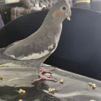 عروس هلندی سالم اهلی اماده