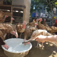 بوقلمون