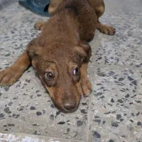 سگ دوبرمن ماده|سگ|اهواز, پادادشهر|دیوار