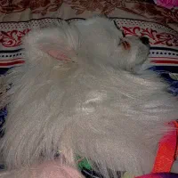 پامر بازیگوش|سگ|محلات, |دیوار