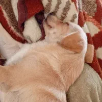 سگ پامر اشپیتز|سگ|اصفهان, سرچشمه|دیوار