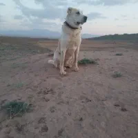 سگ گله
