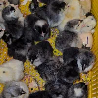 جوجه زینتی|حیوانات مزرعه|اراک, |دیوار