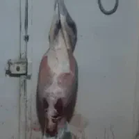 قصابی کهره وبره هر روز|خوردنی و آشامیدنی|بهبهان, |دیوار