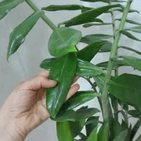 گلدان گل زامفولیا هلندی|گل و گیاه طبیعی|مشهد, شهرک رازی (شهرک غرب)|دیوار