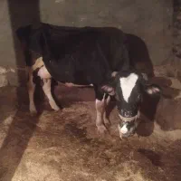 گوساله وگاو