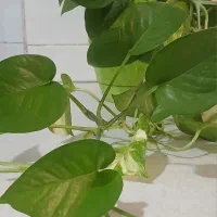 گل پتوس ۴۰۰هزارباگلدان|گل و گیاه طبیعی|پیشوا, |دیوار