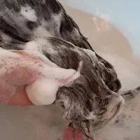 ارایشگاه خونگی