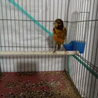 قناری ابلغ|پرنده|شیراز, کوشک میدان|دیوار