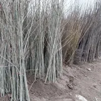 نهال های با کیفیت (یک ساله دو ساله و سه ساله)|خدمات باغبانی و درختکاری|کرمانشاه, |دیوار