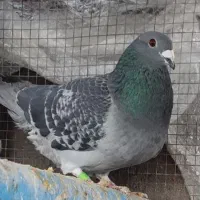 کبوتر مسافتی فروشی