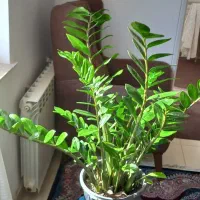 گل طبیعی|گل و گیاه طبیعی|سنندج, |دیوار