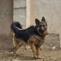 سگ ژرمن شولاین موبلند