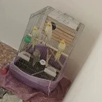 ۳ عدد عروس هلندی