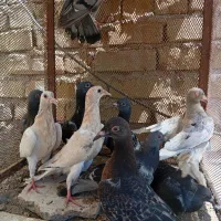 جوجه کبوتر مسافتی