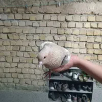 سینه ارده ای