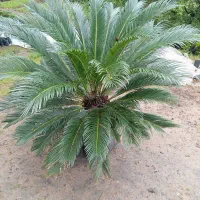 سیکاس بزرگ گلدون جعبه