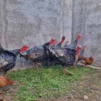 بوقلمون محلی|حیوانات مزرعه|کرج, اخگرآباد|دیوار