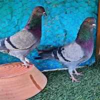 کبوتر پرشی|پرنده|کاشان, یزد‌آباد|دیوار
