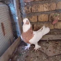 طوق زرد خال سیاه