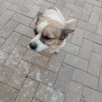 سگ خانگی|سگ|کرج, شهرک کوثر|دیوار