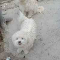 سگ شیتزو میکس