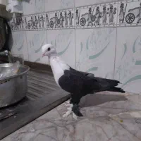 کلاغ کربلایی|پرنده|مشهد, ثامن|دیوار
