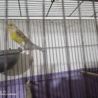 ماده قناری سبز روشن