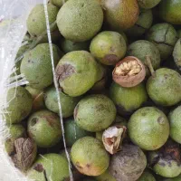 گردو پوسته کاغذی به شرط بد بود بیار