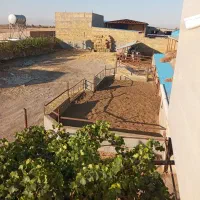 فروش یک واحد گاوداری