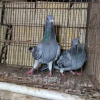 کبوتر فروشی