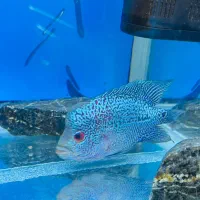 ماهی فلاور|ماهی|قرچک, شهرک الحدید|دیوار