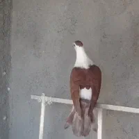 کبوتر اصل