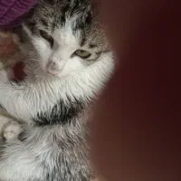 بچه گربه ۳ ماهه نجاتش دادیم