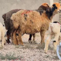 فروش دو راس میش شهرکردی بره دار برها نر هستن