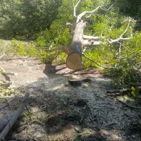 خریدفروش انوع چوب گردو،چنار،میوه،تیرچوب|خدمات باغبانی و درختکاری|کنگاور, |دیوار