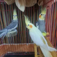 ۳ عدد عروس هلندی با قفس و تمام امکانات