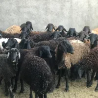 ۲۵راس بره نر(میش بزگوسفند)