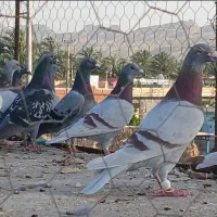 دسته ی نر