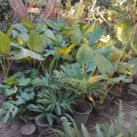 فروش انواع گل وگیاه