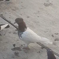 کفتر کله دار