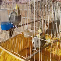 عروس هلندی با قفس