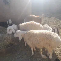 چهار راس بره نر فروشی|حیوانات مزرعه|بیرجند, |دیوار