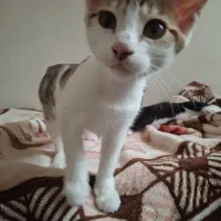 گربه